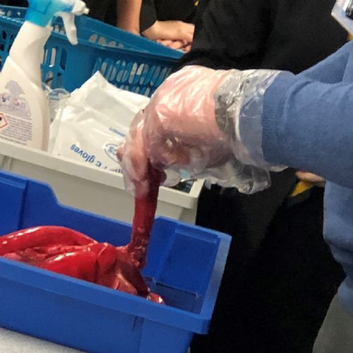 Campsmount lung dissection lesson