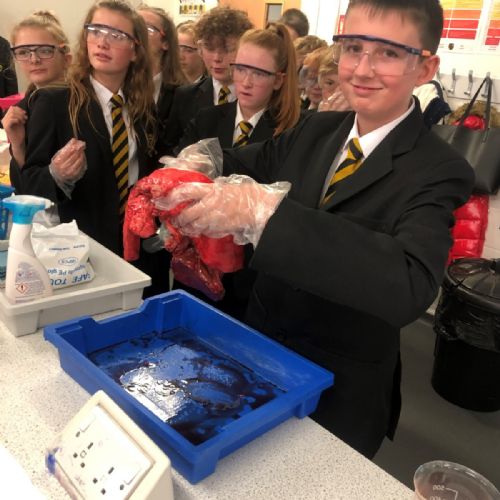 Campsmount lung dissection lesson