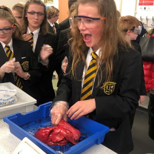 Campsmount lung dissection lesson