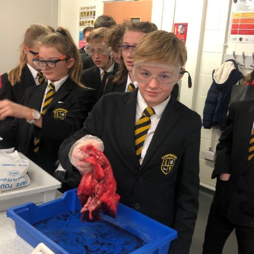 Campsmount lung dissection lesson