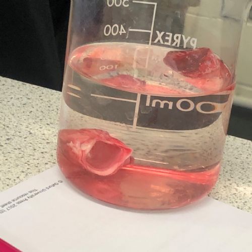 Campsmount lung dissection lesson