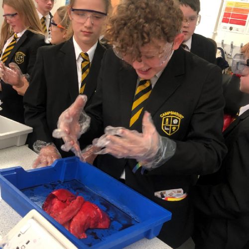 Campsmount lung dissection lesson