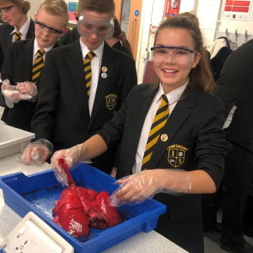 Campsmount lung dissection lesson