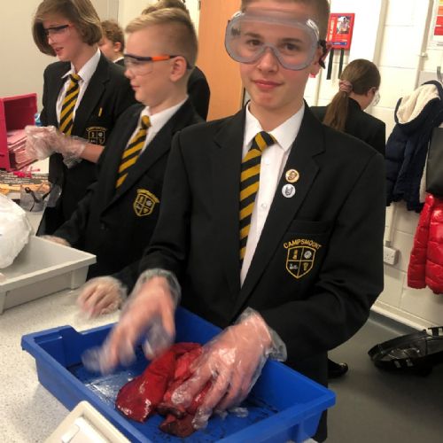 Campsmount lung dissection lesson