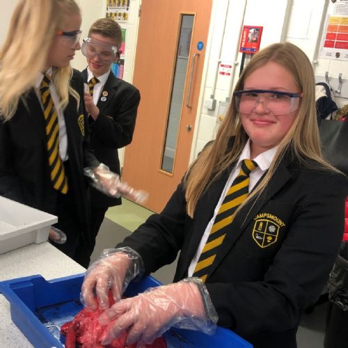 Campsmount lung dissection lesson