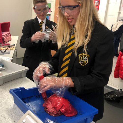 Campsmount lung dissection lesson