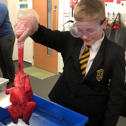 Campsmount lung dissection lesson